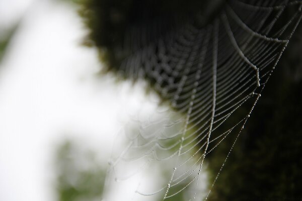 Aranha se esconde à espera da presa