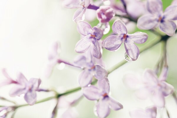 Gros plan de petites fleurs roses