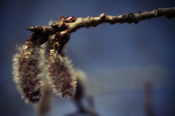 Makrofotografie. Weide. Zweig. Die Natur