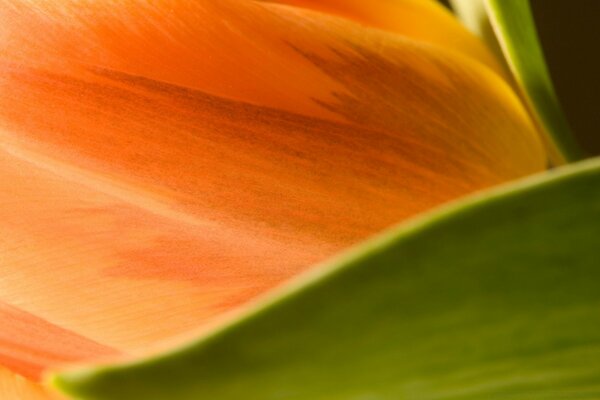 Macro fotografía naranja tulipán flor