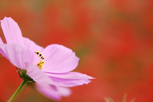 Nahaufnahme einer Blume im Freien