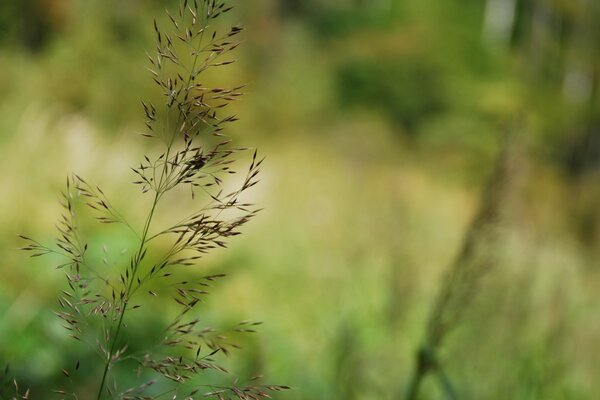 Natur-Makro am Sommertag