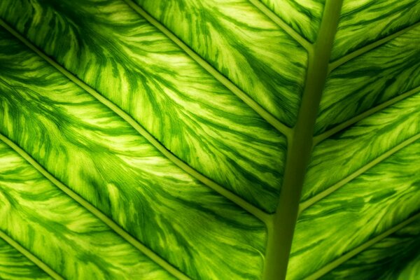 Macro photography in the nature of a green leaf