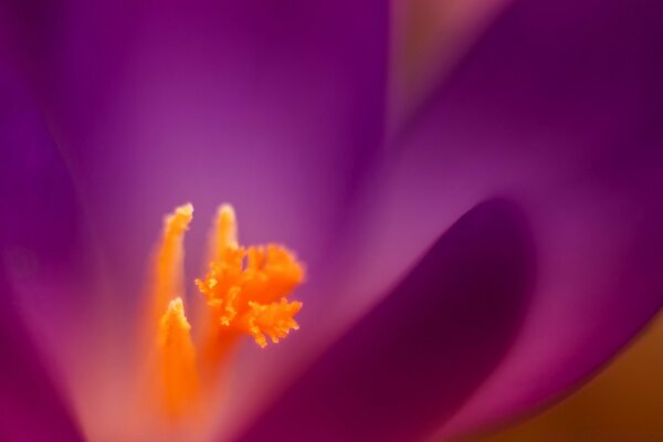 Violette Blume in einem Makro mit Unschärfe