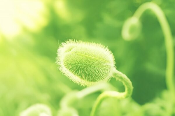 Leaf in macro photography in wild flora