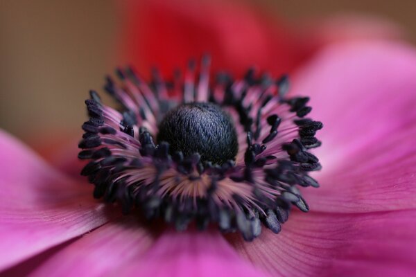 Beauté fleur closeup