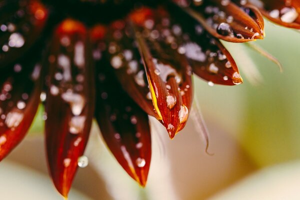 Bright flower close-up in macro photography