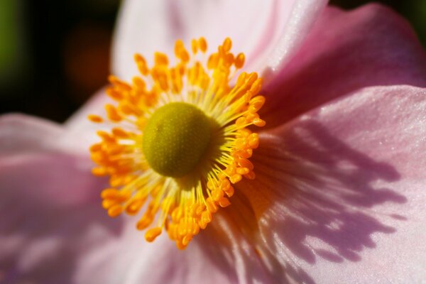 Bela natureza se manifesta em uma flor