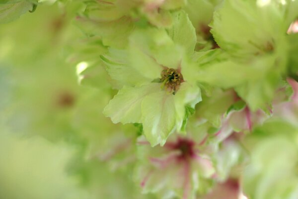 Macro photography. Nature. The flowers are green