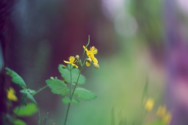 Gelbe Blume in der Natur in Makroaufnahmen