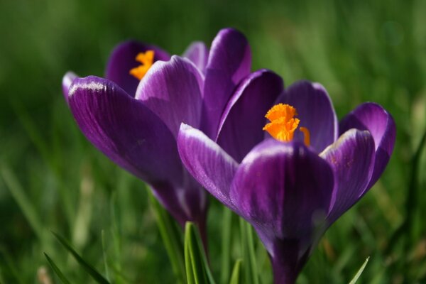 Belle fleur dans l herbe