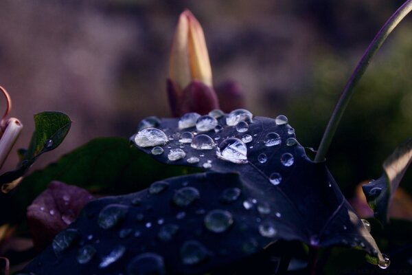 Macro de feuilles sombres humides