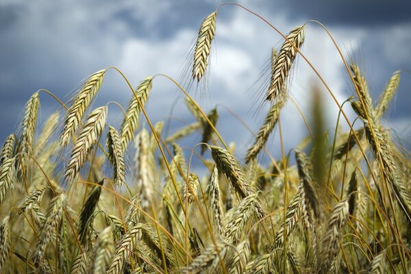 Макросъёмка колосья пшеницы в поле