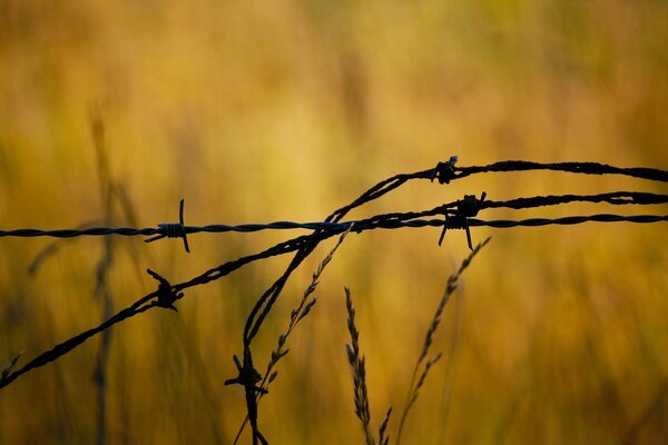 Barbed wire fence at dawn