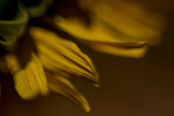 Flor borrosa tomada en modo macro