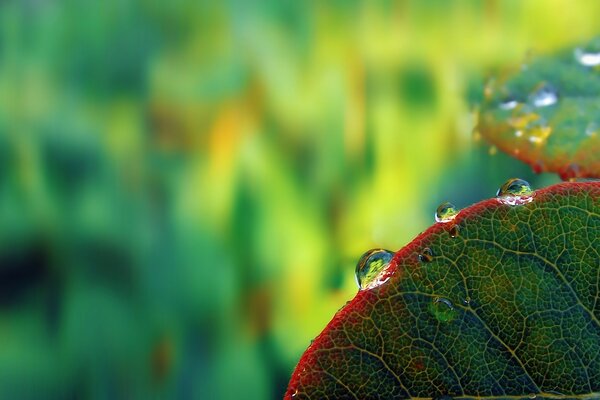 Fotografía macro de una gota de rocío en una hoja