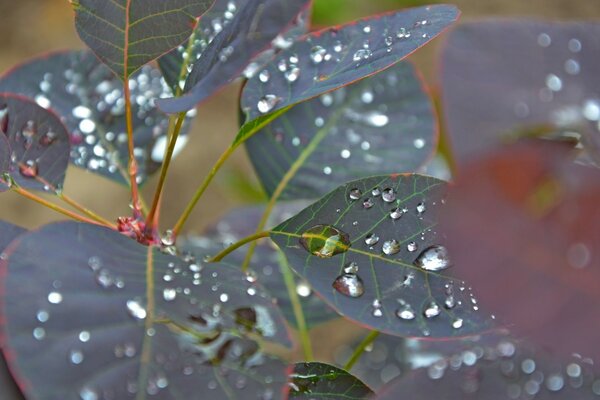 Macro photography of foliage after rain