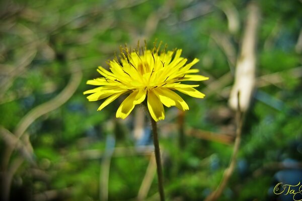 Summer has a lot of colors, for example yellow