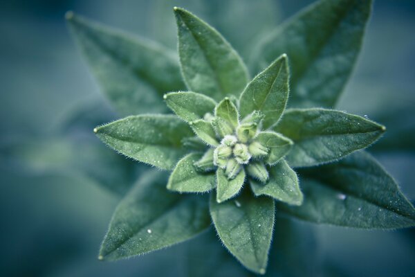 Macro photography of plant leaf growth