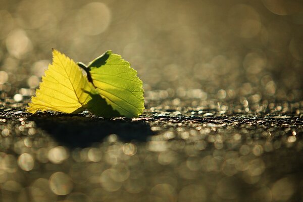 Macrophotographie. Feuilles. Nature. Automne