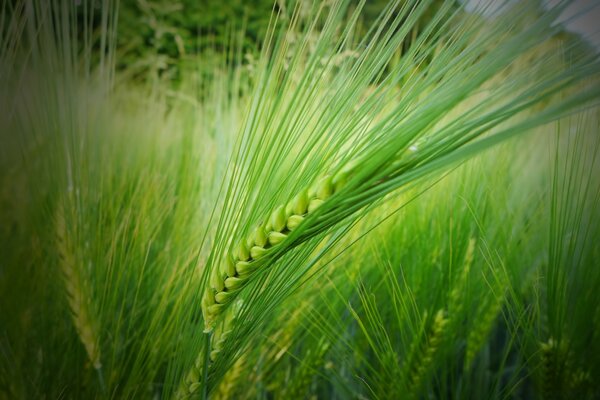 Macro photography of ears on the field