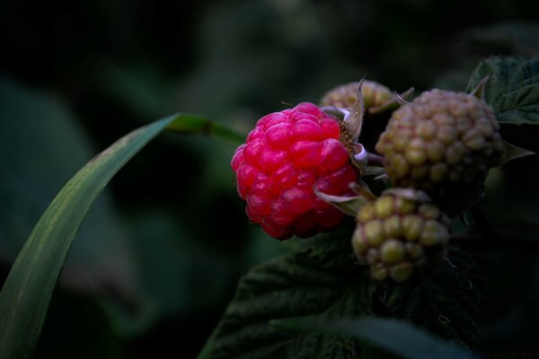 Prise de vue macro d une framboise forestière en excellente qualité