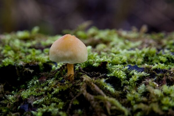 Ein Pilz auf einer Lichtung aus Moos