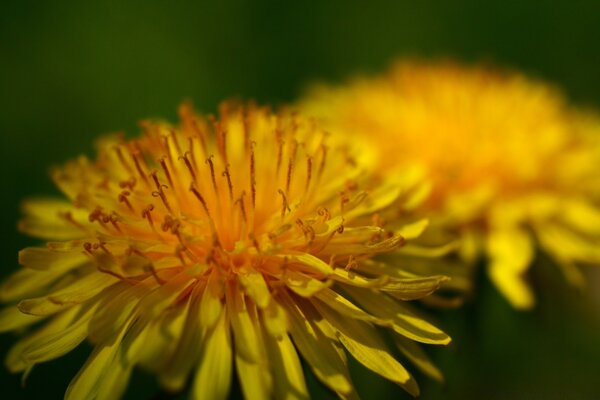 Macro photography of the nature of the red flower