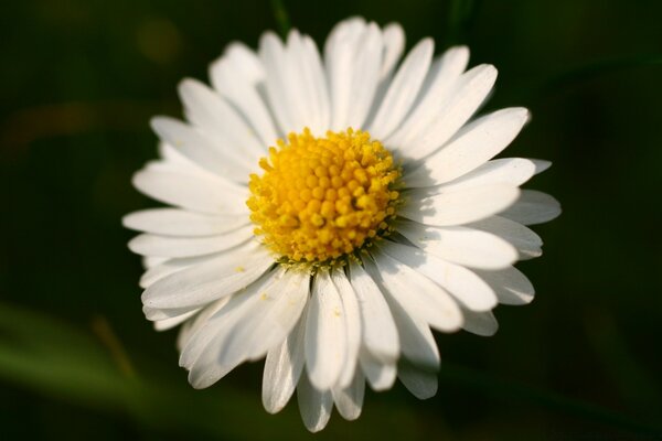 Fleur de la vraie nature closeup