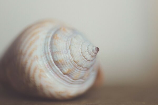 Die Schönheit der Muscheln in der Makroaufnahme