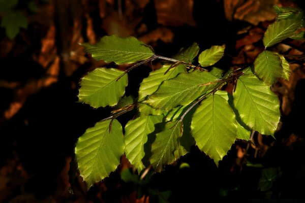 Macrophotographie. Feuilles. Nature. Flore