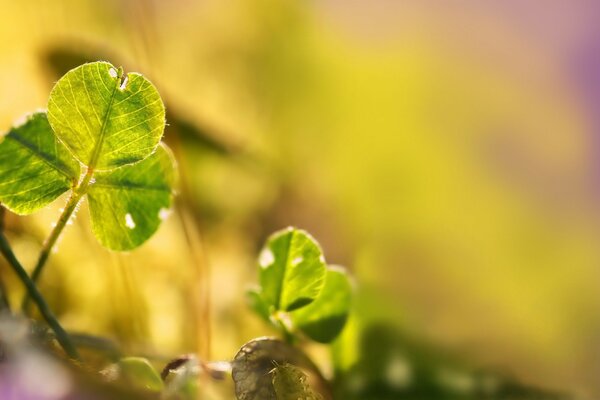 Image de feuille avec flou en macro