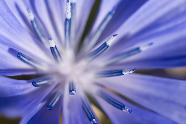 Macro fotografía de la flor púrpura desde arriba