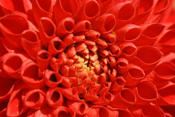 Macrofotografía. Flor roja. Color