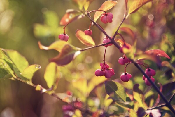 Crimson blooming autumn bush