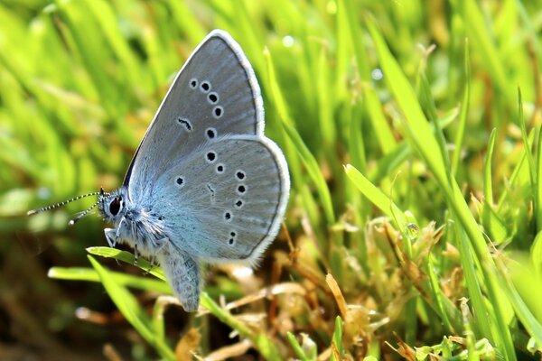 Una mariposa gris se sienta en una hoja de hierba