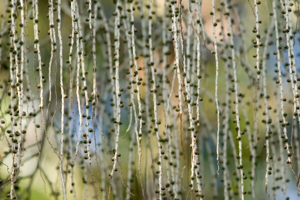 Macro photography of natural flora