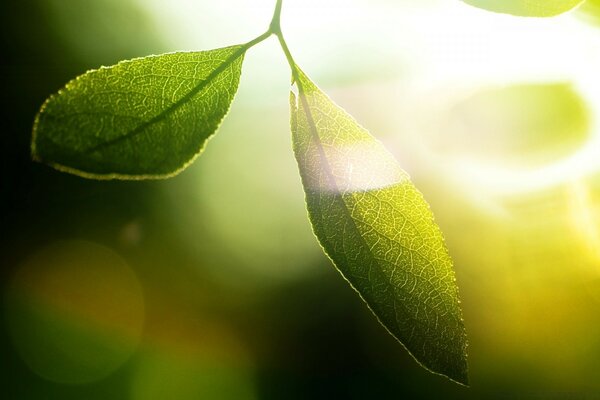 Green leaves glow in the sun