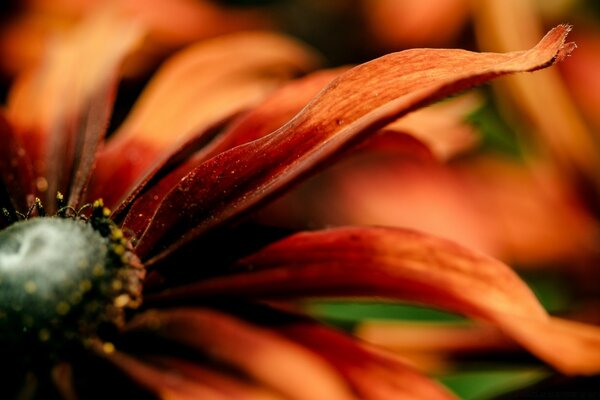 Makrofotografie. Die Natur. Rote Blume. Unschärfe