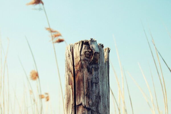 Secrets of the old stump in summer pictures