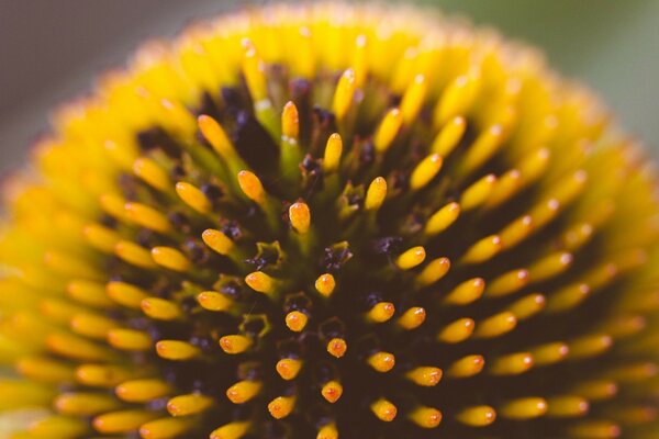 An exotic plant on a macro photo