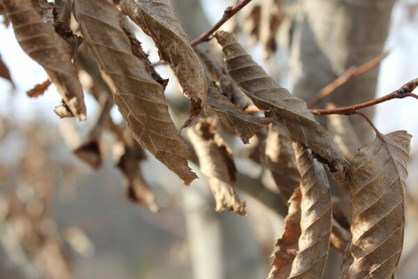 Macro photography. Nature. Dried leaves on a branch