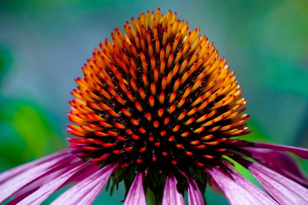 Heller Kern der Echinacea in der Nähe