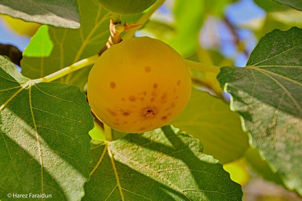 Fruta de otoño en la naturaleza en macro fotografía