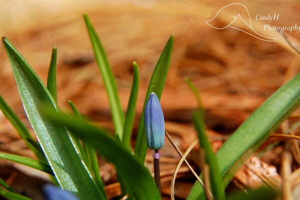 Capullo de flor azul en las hojas