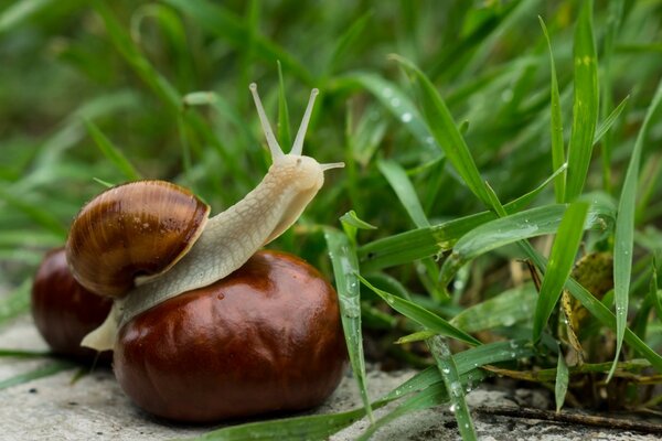 Schnecke am Kern der Kastanie