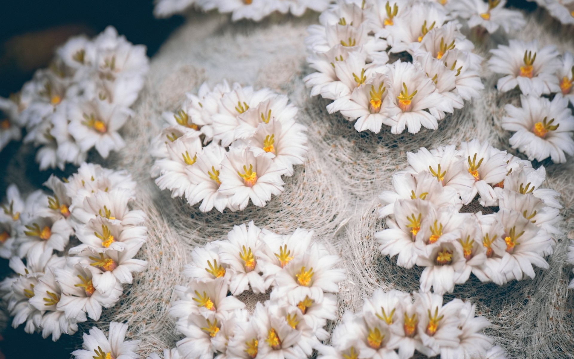 çiçekler çiçek doğa flora sezon çiçek parlak bahçe yakın çekim renk yaprak çiçeklenme petal dekorasyon yaz güzel açık havada büyüme masaüstü buket