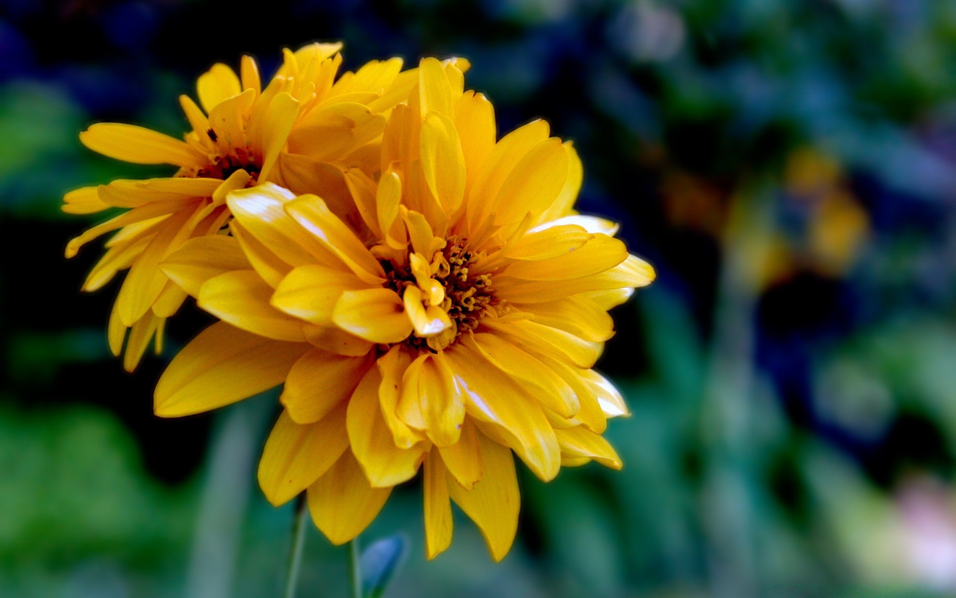 flowers flower nature flora summer garden leaf petal bright color blooming growth floral outdoors