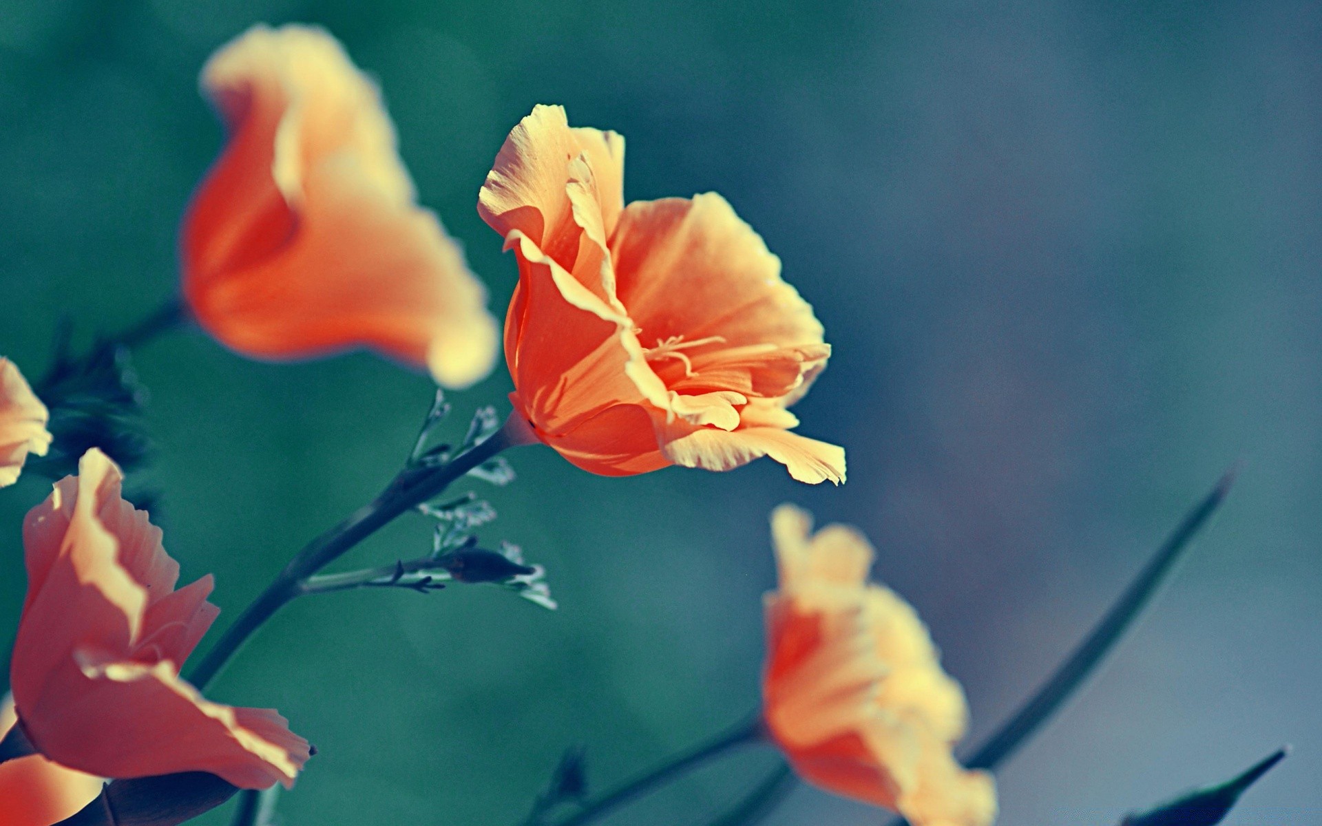 flowers flower nature leaf flora outdoors summer blur bright color petal garden growth floral