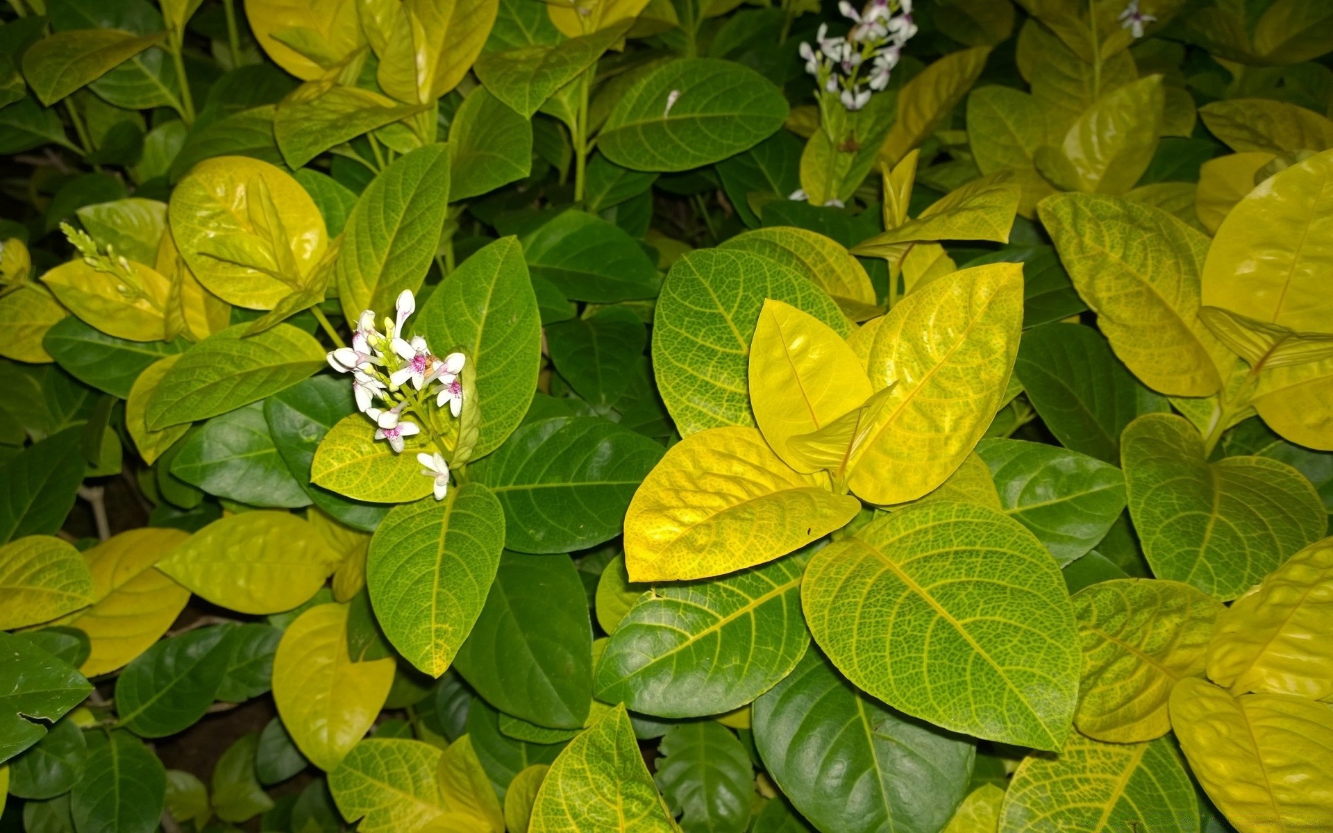 花 叶 自然 植物 花园 生长 夏天 花 户外